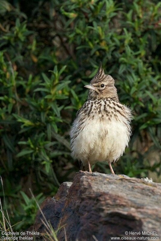 Thekla's Lark male adult breeding, identification