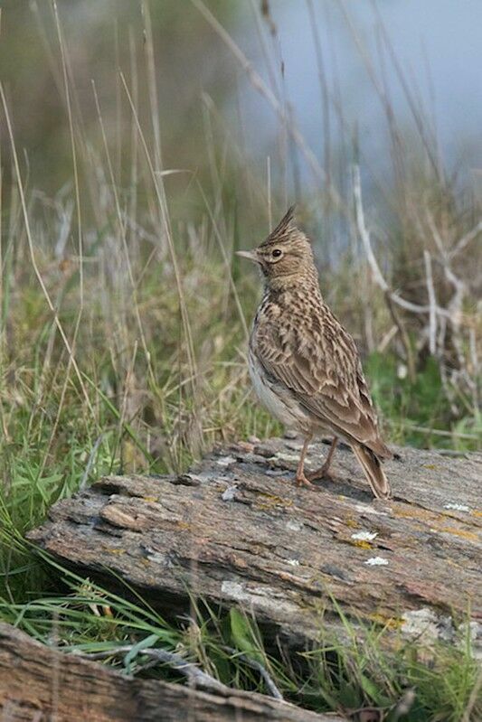 Thekla's Lark male adult breeding, identification