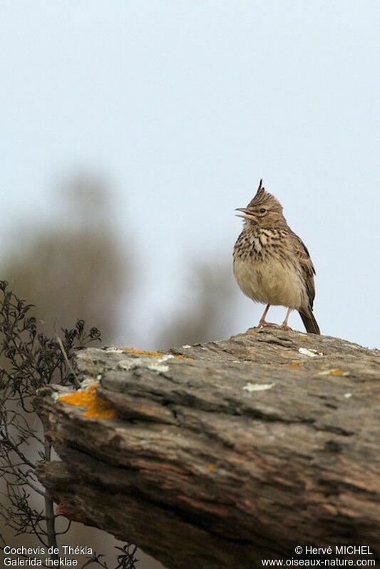 Thekla's Lark male adult breeding, identification