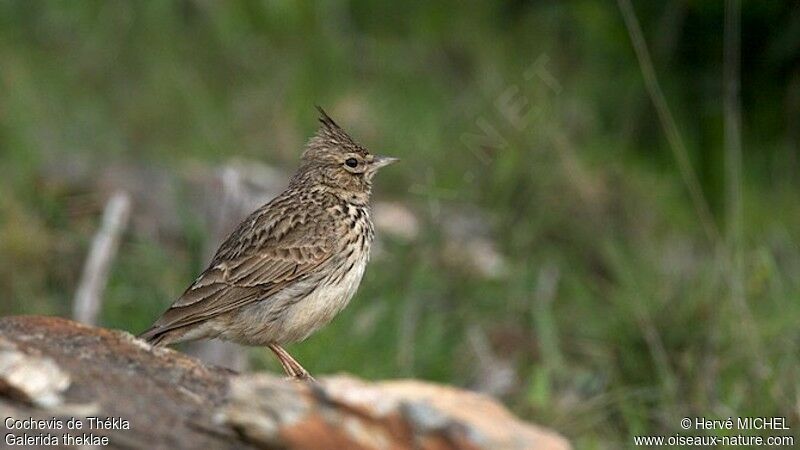 Thekla's Lark male adult breeding, identification