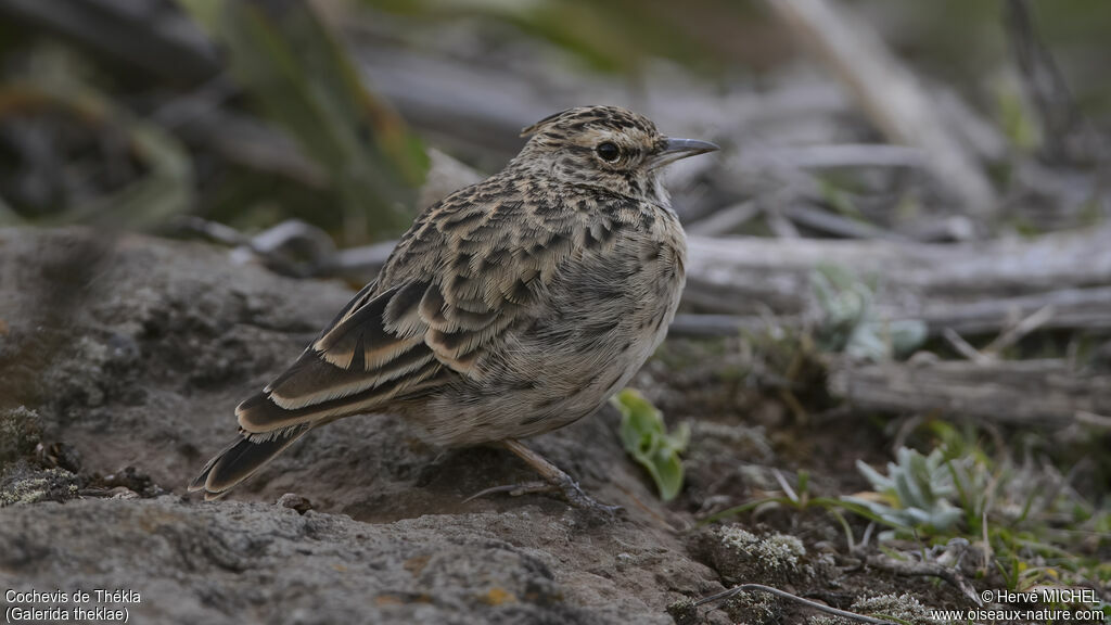 Thekla's Larkjuvenile