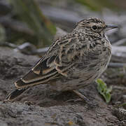 Thekla's Lark