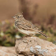 Crested Lark