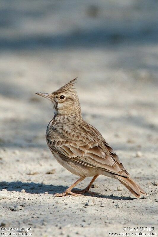 Crested Larkadult, identification