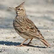 Crested Lark