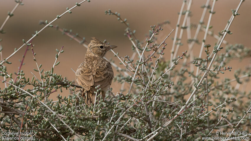 Cochevis huppéadulte