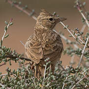 Crested Lark