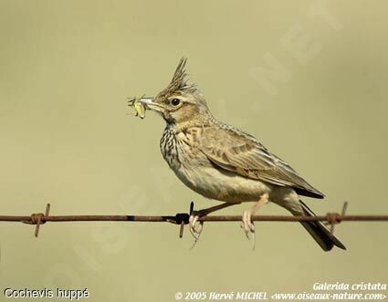 Cochevis huppé