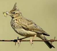 Crested Lark