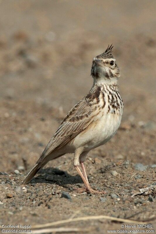 Crested Larkadult, identification