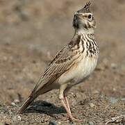 Crested Lark