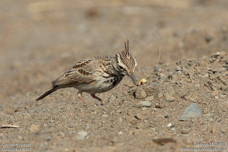 Crested Larkadult, identification, feeding habits, Behaviour