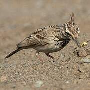 Crested Lark