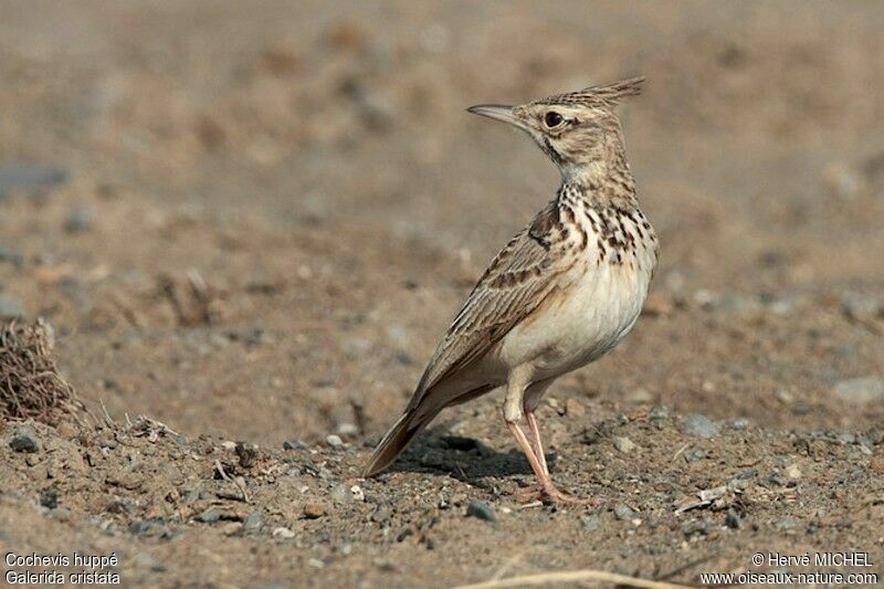 Crested Larkadult, identification