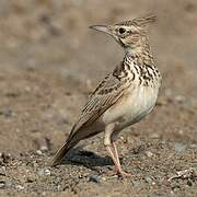 Crested Lark