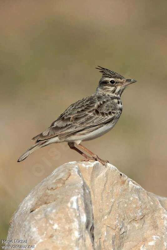 Cochevis huppéadulte, identification