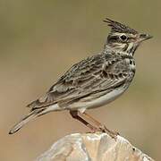 Crested Lark