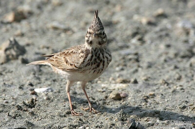 Cochevis huppéadulte, identification