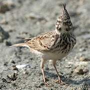 Crested Lark