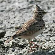 Crested Lark