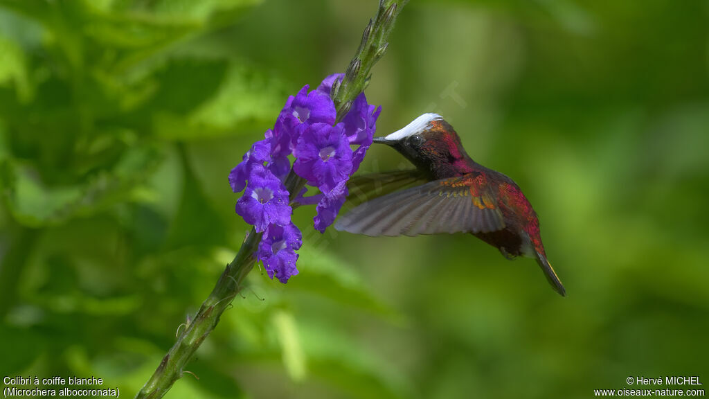 Colibri à coiffe blanche mâle adulte