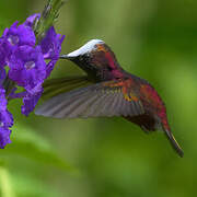 Colibri à coiffe blanche