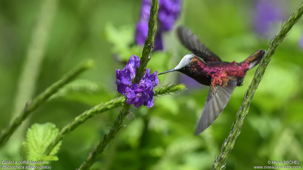 Colibri à coiffe blanche mâle adulte