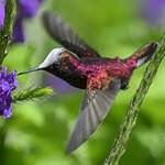 Colibri à coiffe blanche