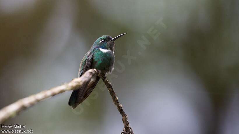 White-throated Daggerbill