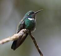 White-throated Daggerbill