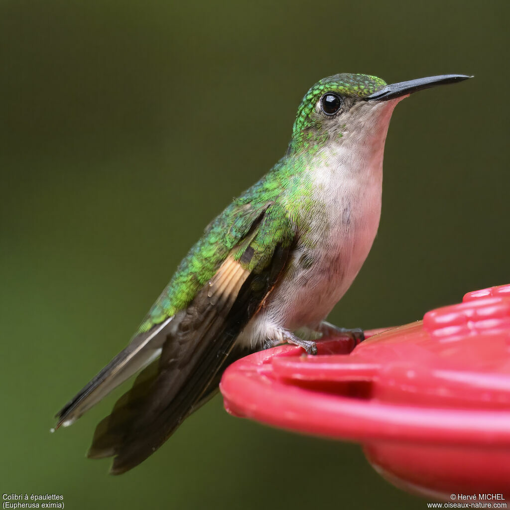 Colibri à épaulettes femelle