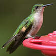 Colibri à épaulettes