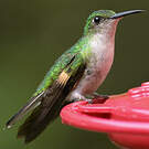 Colibri à épaulettes