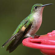 Stripe-tailed Hummingbird