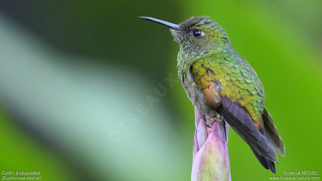 Colibri à épaulettes mâle subadulte