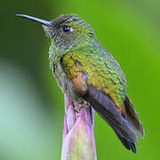 Stripe-tailed Hummingbird