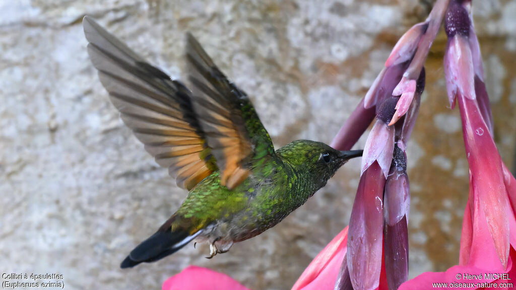 Stripe-tailed Hummingbird male subadult