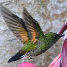 Colibri à épaulettes