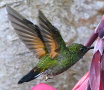 Stripe-tailed Hummingbird