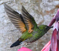 Colibri à épaulettes