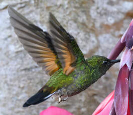 Colibri à épaulettes