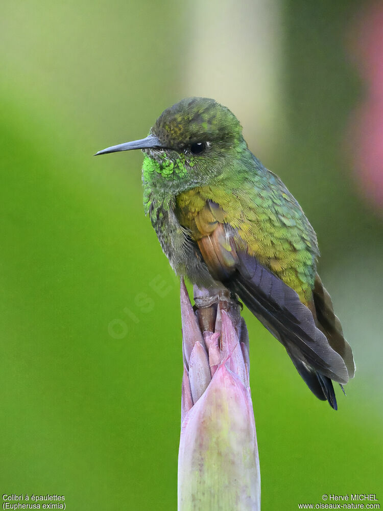 Stripe-tailed Hummingbird