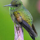 Colibri à épaulettes