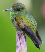 Stripe-tailed Hummingbird