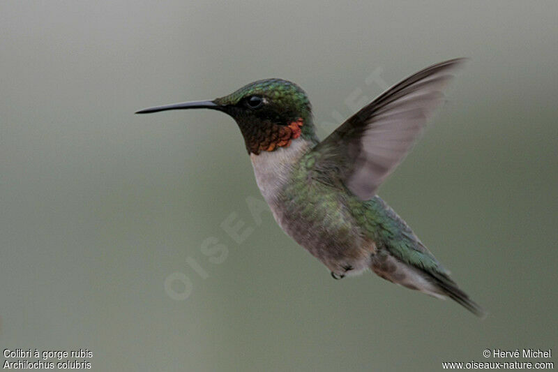 Ruby-throated Hummingbird male adult breeding