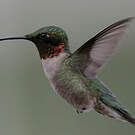 Colibri à gorge rubis