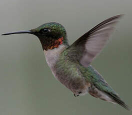 Colibri à gorge rubis