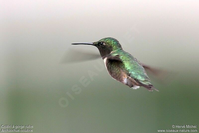 Ruby-throated Hummingbird male adult breeding