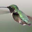 Colibri à gorge rubis