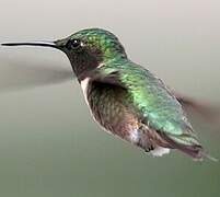 Ruby-throated Hummingbird